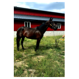 Lot# 213 Reg. 6yr Stdbred buggy mare in foal