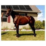 Lot# 214 3yr Reg. Stdbred gelding get up-go buggy and women broke 
