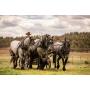 Yoder Brothers Large Horse And Carriage Auction