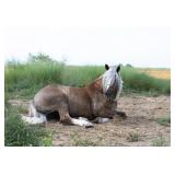 Lot#4yr old pony X gelding well broke pony to ride and drive