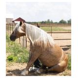 Lot#4yr old pony X gelding well broke pony to ride and drive