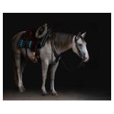 Lot#465 Smokefirewatercartel 4yr old AQHA gelding