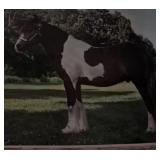 Lot#469