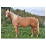Lot#460