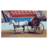 Justin Carriage, show style Road cart, excellent cond.