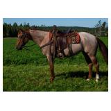 #432 4yr AQHA mare nicely papered cow bred ready for show pen