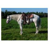 #422 4yr Reg. gelding trail/ranch horse
