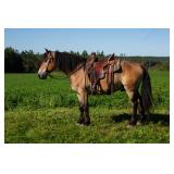 #462 4yr draft cross quiet rides/drives