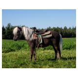#407 9yr gelding rides/drives kids horse