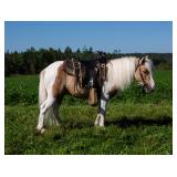 #482 4yr pony gelding handy pony rides/drives