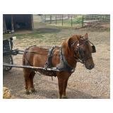 Lot#443 9 yr broke to ride/drive