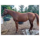 Lot#500 10yr AQHA mare broodmare in foal for April 2027