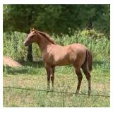 Lot#507 7mo AQHA filly handled daily nicely bred