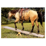 Lot#472 4yr QH/Belgian mare well broke on trails and obstacles also drives