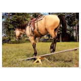 Lot#472 4yr QH/Belgian mare well broke on trails and obstacles also drives