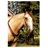 Lot#472 4yr QH/Belgian mare well broke on trails and obstacles also drives