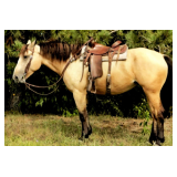 Lot#472 4yr QH/Belgian mare well broke on trails and obstacles also drives
