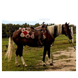 Lot# 483 3yr 46' Pony gelding broke for middle age school kids rides/drives