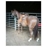 Lot# 444 QH gelding ranch horse