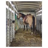 Lot# 528 11 yr old QH gelding, well broke to ride