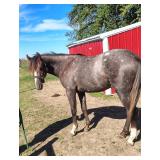 Lot#446