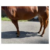 Lot#429SUB3yr green broke AQHA/APHA trail/ranch