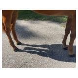 Lot#429SUB3yr green broke AQHA/APHA trail/ranch