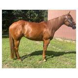 Lot#429SUB 3yr green broke AQHA/APHA trail/ranch