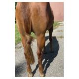 Lot#429SUB3yr green broke AQHA/APHA trail/ranch