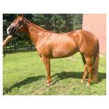 Lot#429SUB3yr green broke AQHA/APHA trail/ranch