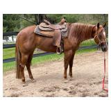 Lot#429SUB3yr green broke AQHA/APHA trail/ranch