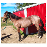 Lot#477