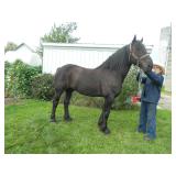 Percheron gelding "Linden" 12yrs machinery broke 