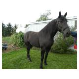 Percheron mare "Ronda" 9yrs - team w/ Ringo