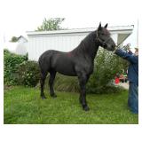 Percheron gelding "Ringo" 6yrs -team w/ Ronda
