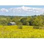 Absolute Auction  324.5+/-Acres in 7 Tracts