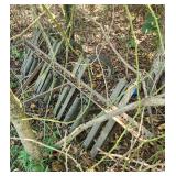 SPRING TOOTH HARROW