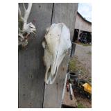 Cattle Skull 