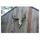 Cattle Skull 