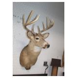 Deer Mount 