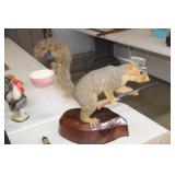 Squirrel Mount  