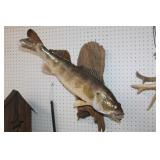 Walleye Mount 