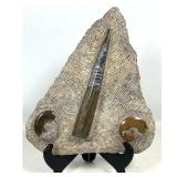 Lot 716  Large Orthoceras and Polished Ammonites Fossil Composite Slab and Stand. Comes with Dark Stained Sta