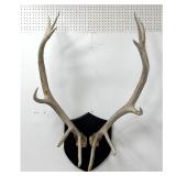 Lot 810  Large 12pt Royal Bull Elk Antler Taxidermy Mount. Shield Form Black Painted Wooden Plaque. Handwritt