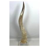 Lot 844  Large Polished African Kudu Horn Sculpture Mounted on Square Clear Acrylic Base