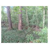 Wooded Building Lots on Devils Fork Road Online-Only Auction