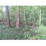 Wooded Building Lots on Devils Fork Road Online-Only Auction