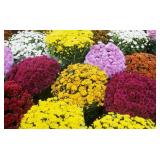 FLOWERS-TREES-SHRUBS-FALL DECOR-PUMPKINS