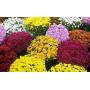 FLOWERS-TREES-SHRUBS-FALL DECOR-PUMPKINS