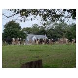 Approx. 170 Head Complete Holstein Herd Dispersal, Cattle Trailer, Misc. Equipment & supplies